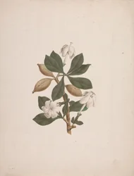 Gardenia ternifolia Schum.& Thonn. (Wild Gardenia): valmis piirustus