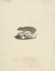 Heterohyrax brucei (keltapilkkukivihyrax)