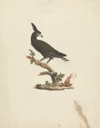 Lophaetus occipitalis (Águia de crista longa) finlandesa