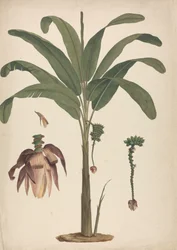 Musa x sapientum L. (Banaani): valmis piirros kukinnan yksityiskohdilla