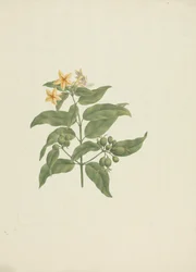 Mussaenda arcuata Lam. entinen Poir. : valmis piirustus ilman yksityiskohtia
