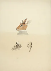 Tuntematon Madoqua (Dik-dik): pään ja kallon tutkimus
