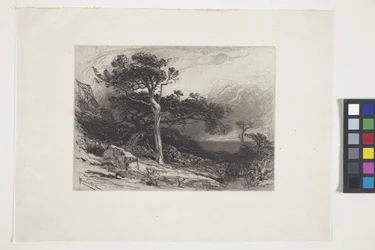 Old Cedars, Coast Of Maine (muste, kynä, lyijykynä)