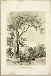 Pyökki ja tammi (Frontispiece), puistosta ja metsästä