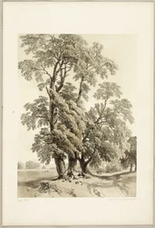 Elm, puistosta ja metsästä
