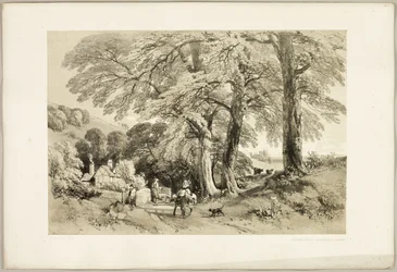 Wych Elm, puistosta ja metsästä