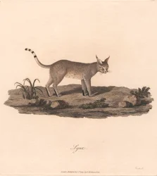 Ilves