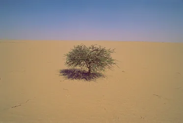 Yksittäinen puu aavikolla Nigerissä, Afrikassa.Ehkä "Arbre du Tenere" tai näennäinen...
