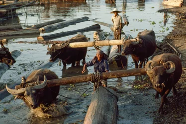 Vesipuhvelit vetävät kovapuupölkkyjä joesta lattiaan. Irrawaddy Ri...