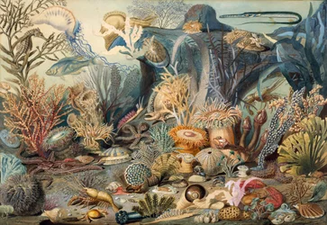 Ocean Life. Tekijät: James M. Sommerville, Christian Schussele.