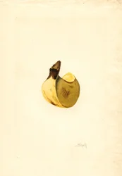 Banaani (Musa) (akvarelli)
