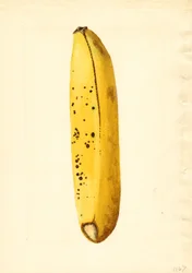 Banaani (Musa) (akvarelli)