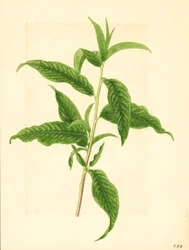 Elberta Persikkapuun ( Prunus persica: Elberta) vihreiden lehtien oksa (akvarelli)
