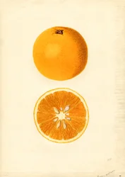 Homosassa-appelsiinit ( Citrus sinensis) (akvarelli)