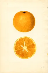 Mallorcan appelsiinit ( Citrus sinensis) (akvarelli)