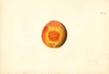 Persikka ( Prunus persica: Elberta) (akvarelli)
