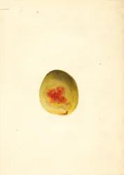 Persikka ( Prunus persica: Elberta) (akvarelli)