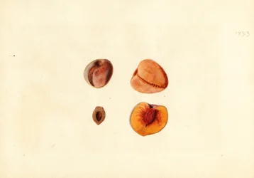 Persikat ( Prunus persica: Hutchkins) (vesiväri)