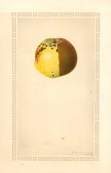 Omena (Malus domestica) (vesiväri)
