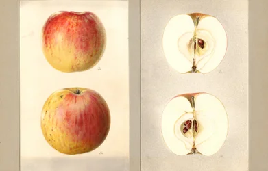 Wilson Kesäkuun omenat (Malus domestica) (vesiväri)