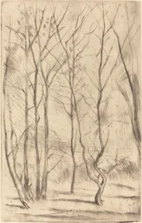 Dam Wood