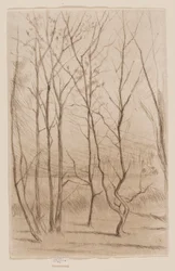 Dam Wood