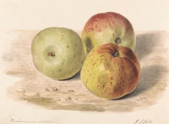 The Summer Lodden, syyskuu 1832: Asetelmatutkimus kolmesta omenasta