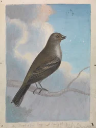 Lintu