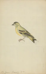 Um Finch (Siskin?) finlandês