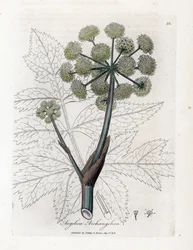Angelique true tai officinal tai arkkienkeli - Garden Angelica, Angelica archangelica. Käsinvärinen kuparilevykaiverrus James Sowerbyn kasvitieteellisestä kuvituksesta William Woodvillesta ja Sir William Jackson Hookerin "" Medical Botany"," John Bohn,