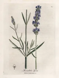 Apic laventeli. Käsinvärjätty kuparikaiverrus James Sowerbyn (1757-1822) piirroksesta Botanique Medicinalessa