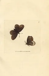 Arran brown, Erebia ligea (Papilio ligea). James Sowerbyn käsinvärinen kuparikaiverrus The British Miscellanysta tai värillisiä hahmoja uusista, harvinaisista tai vähän tunnetuista eläimistä.