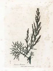 Aurone tai sitruunaruoho tai sagebrush sitruunaruoho - Southernwood, Artemisia abrotanum. Käsinvärinen kuparikaiverrus James Sowerbyn kasvitieteellisestä kuvituksesta William Woodvillesta ja Sir William Jackson Hookerin "" Medical Botany" -teoksesta, John 
