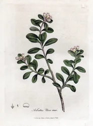 Karhurypäle tai karhumarja - Jäljellä oleva arbutus tai karhumarja, Arctostaphylos uva-ursi. Käsinvärinen kuparikaiverrus James Sowerbyn kasvitieteellisestä kuvituksesta William Woodvillesta ja Sir William Jackson Hookerin "" Medical Botany" -teoksesta, Jo