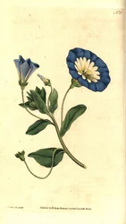 Kaunis päivä tai kolmivärinen sideruoho - Pieni sideruoho, Convolvulus tricolor. James Sowerbyn käsinvärinen kuparikaiverrus ja kasvitieteellinen kuvitus William Curtisin The Botanical Magazinesta, Lambeth Marsh, Lontoo