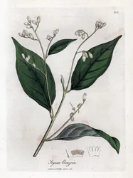 Bentsoiini - Benjamin-puu, Styrax-bentsoiini. Käsinvärinen kuparilevykaiverrus James Sowerbyn kasvitieteellisestä kuvituksesta William Woodvillesta ja Sir William Jackson Hookerin "" Medical Botany" -teoksesta, John Bohn, Lontoo