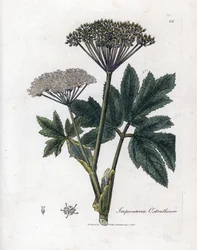 Bentsoiini tai Imperatory - tavallinen mestarijuuri, Imperatoria ostruthium. Käsinvärinen kuparilevykaiverrus James Sowerbyn kasvitieteellisestä kuvituksesta William Woodvillesta ja Sir William Jackson Hookerin "" Medical Botany" -teoksesta, John Bohn, Lon