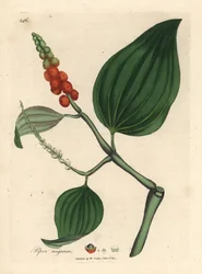 Mustapippuri, Piper nigrum