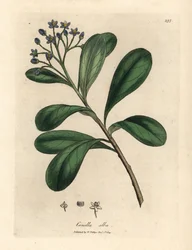 Sinikukkainen, laakerinlehtinen canella, Canella alba, Canella winterana