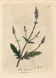 Sinikukkainen vervain, Verbena officinalis