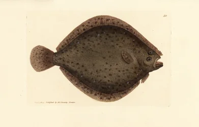 Brill tai leijakala, Scophthalmus rhombus (Pleuronectes rhombus). James Sowerbyn käsinvärinen kuparikaiverrus The British Miscellanysta tai värillisiä hahmoja uusista, harvinaisista tai vähän tunnetuista eläimistä.