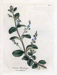 Brooklime speedwell, Veronica beccabunga. Käsinvärinen kuparilevykaiverrus James Sowerbyn kasvitieteellisestä kuvituksesta William Woodvillesta ja Sir William Jackson Hookerin "" Medical Botany" -teoksesta, John Bohn, Lontoo