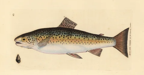 Taimen, Salmo trutta fario (Gillaroo trout, Salmo fario). James Sowerbyn käsinvärinen kuparikaiverrus The British Miscellanysta tai värillisiä hahmoja uusista, harvinaisista tai vähän tunnetuista eläimistä.