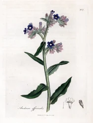 Bugloss officinale - Bugloss, Anchusa officinalis. Käsinvärinen kuparilevykaiverrus James Sowerbyn kasvitieteellisestä kuvituksesta William Woodvillesta ja Sir William Jackson Hookerin "" Medical Botany" -teoksesta, John Bohn, Lontoo