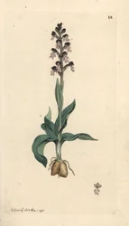 Poltettu kärkiorkidea, Neotinea ustulata (Kääpiöorchis, Orchis ustulata). Käsinvärinen kuparikaiverrus James Sowerbyn kuvituksen jälkeen James Smithin Englannin kasvitieteellisestä lehdestä Lontoossa