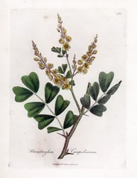 Kampeche tai kampeche-puu - Logwood, Haematoxylum campechianum. Käsinvärinen kuparilevykaiverrus James Sowerbyn kasvitieteellisestä kuvituksesta William Woodvillesta ja Sir William Jackson Hookerin "" Medical Botany" -teoksesta, John Bohn, Lontoo