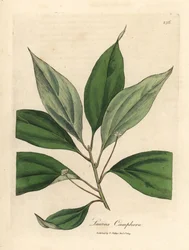 Kamferipuu, Laurus camphora