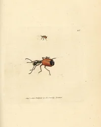 Carabus rotundicollis -kuoriainen. James Sowerbyn käsinvärinen kuparikaiverrus The British Miscellanysta tai värillisiä hahmoja uusista, harvinaisista tai vähän tunnetuista eläimistä.