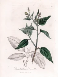 Cascarille officinale tai pehmeä tai faux quinquina -puu - Cascarilla, Croton (Clutia) eluteria. Käsinvärinen kuparikaiverrus James Sowerbyn kasvitieteellisestä kuvituksesta William Woodvillesta ja Sir William Jackson Hookerin "" Medical Botany" -kirjasta,