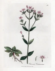 Centaury Chironia - Centaury, Chironia centaurium. Käsinvärinen kuparilevykaiverrus James Sowerbyn kasvitieteellisestä kuvituksesta William Woodvillesta ja Sir William Jackson Hookerin "" Medical Botany" -teoksesta, John Bohn, Lontoo
